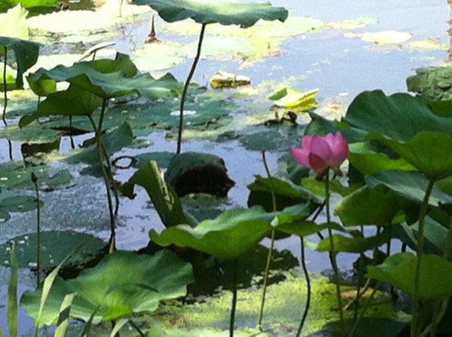 flowering lotus-1