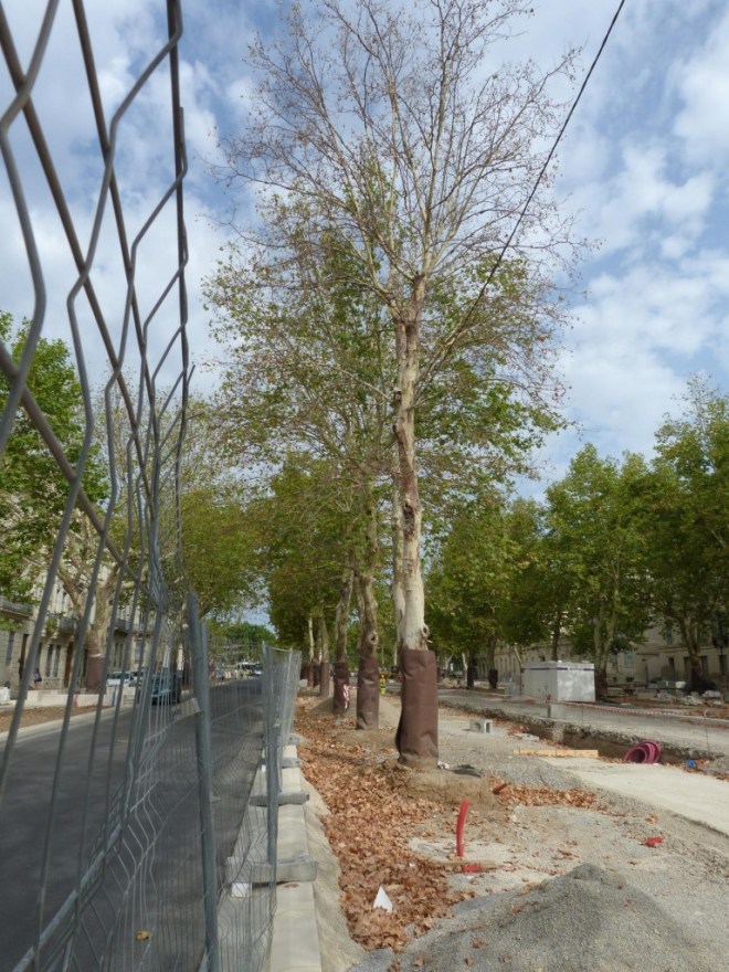plane trees in streets-4