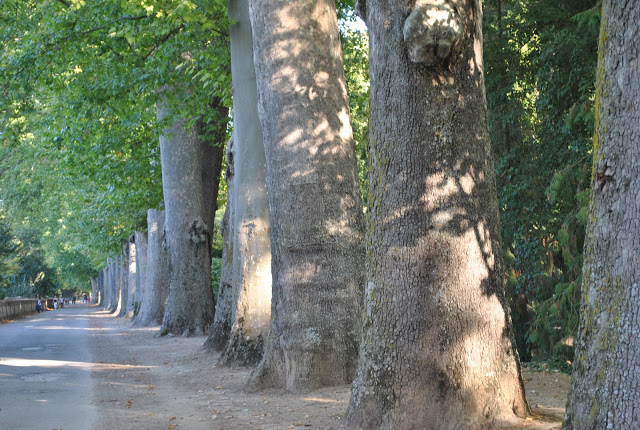 plane trees jardin del principe Aranjuez-1