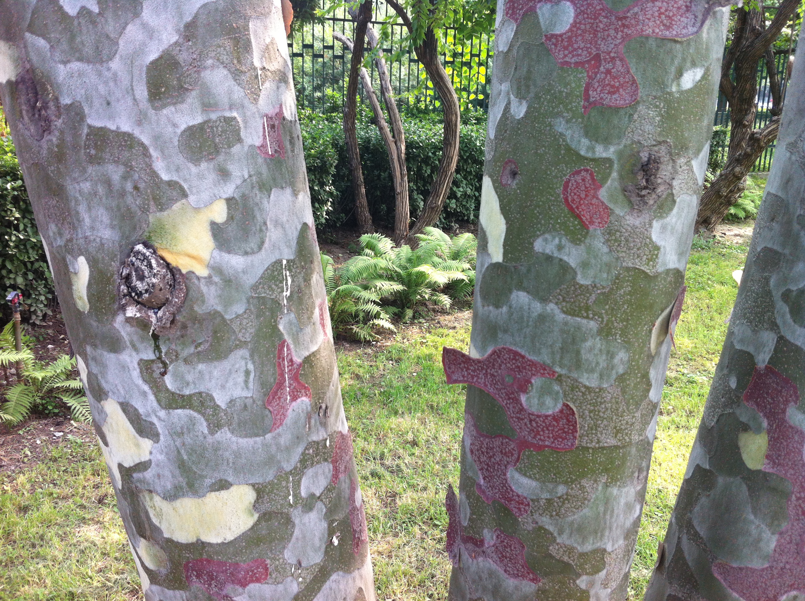Labak Tree DON’T LET THEM DISAPPEAR – the heart thrills
