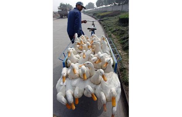 tricycle carrying ducks