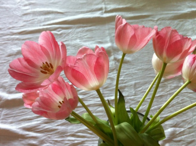 06 tulips-saturday morning