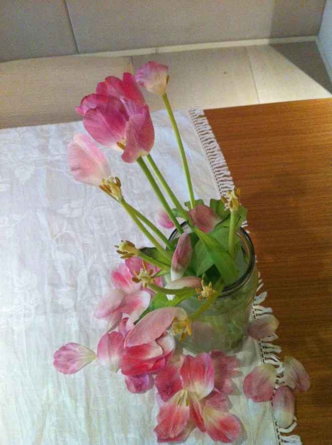 16 tulips-sunday evening