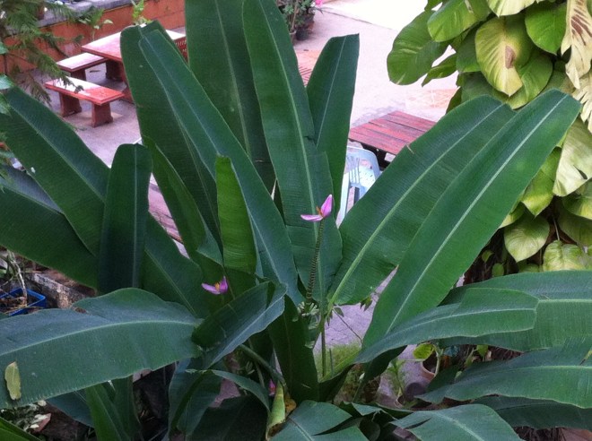 flowers and trees 006