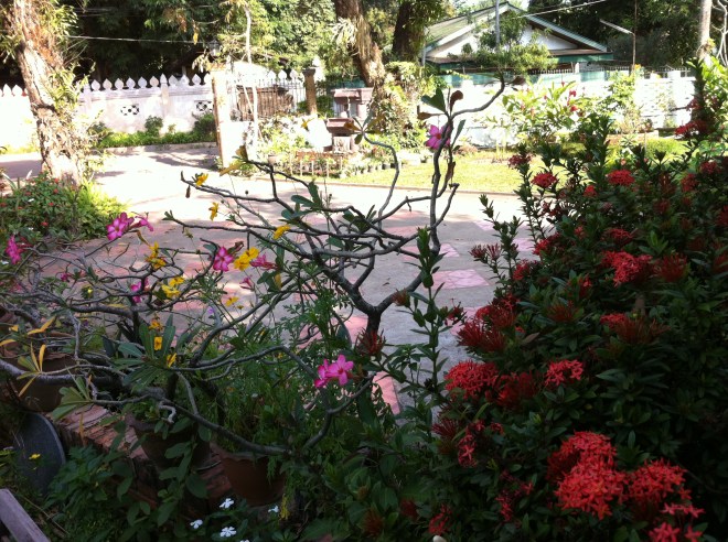 flowers and trees 034