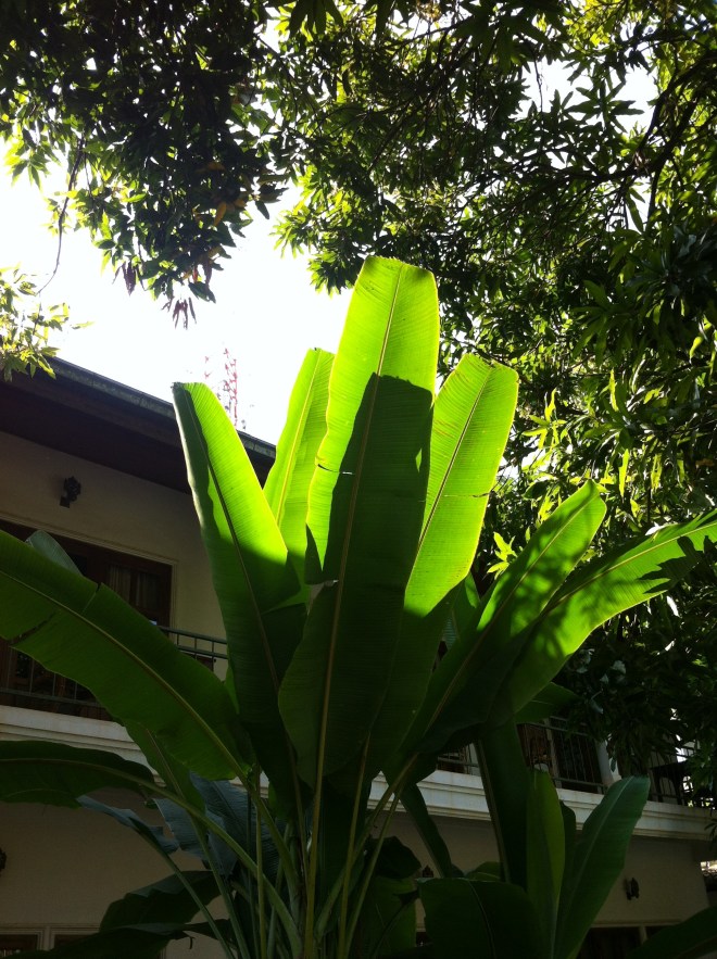 flowers and trees 035