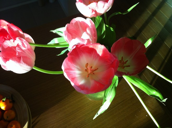 tulips 003