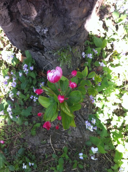 flowers along canal 017