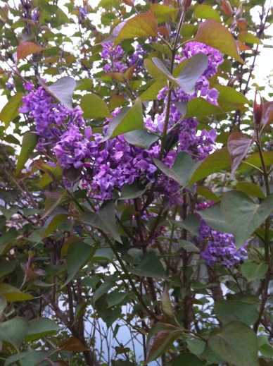 lilacs by the canal 003