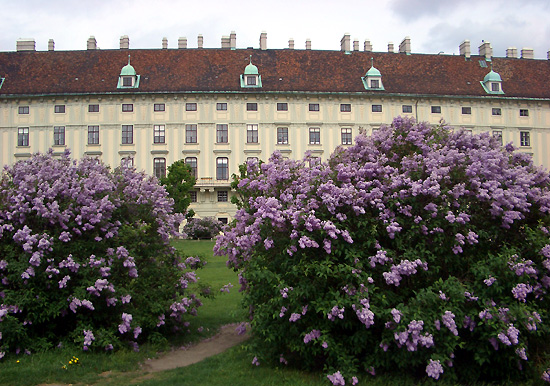 lilacs in Vienna-3