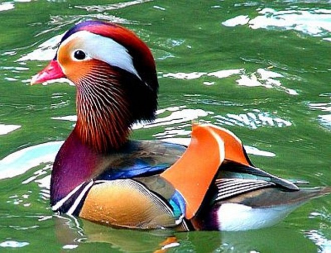 mandarin duck-1