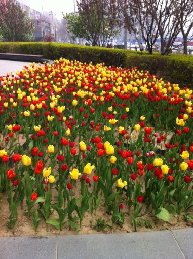 tulip bed by house 001