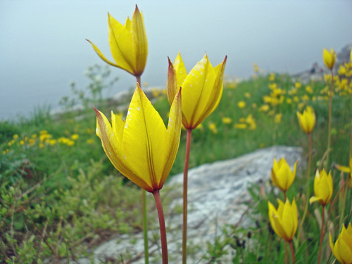 wild tulips-4-tananger coast s norway