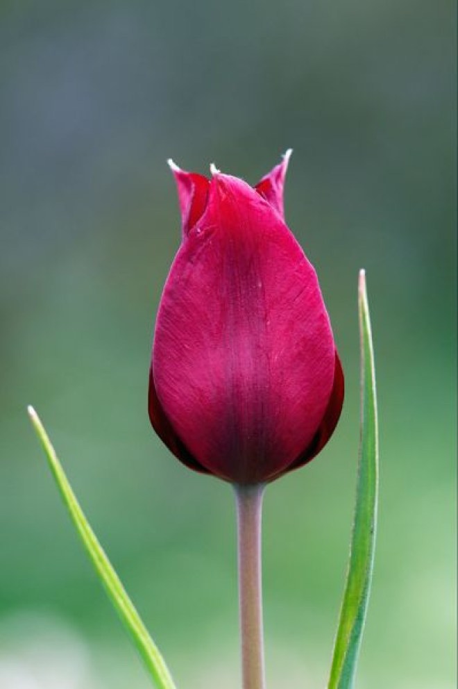 wild tulips-8-cyprus