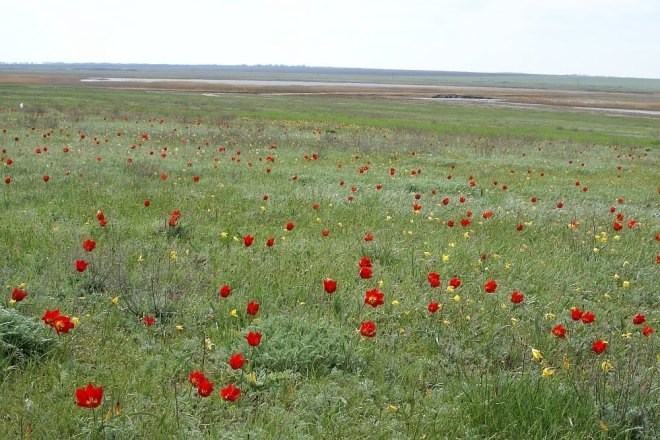 wild tulips-9-steppes s russia