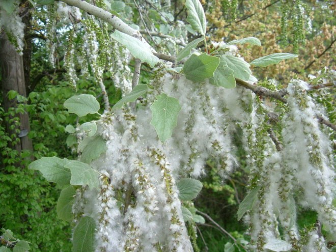 cotton on tree-1