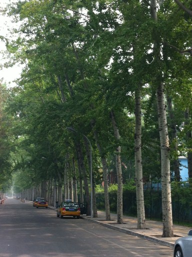 poplars-Beijing 011