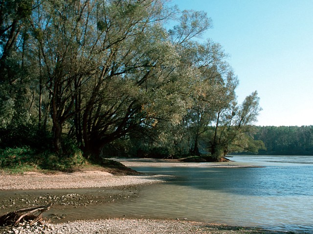 poplars on the Danube-1