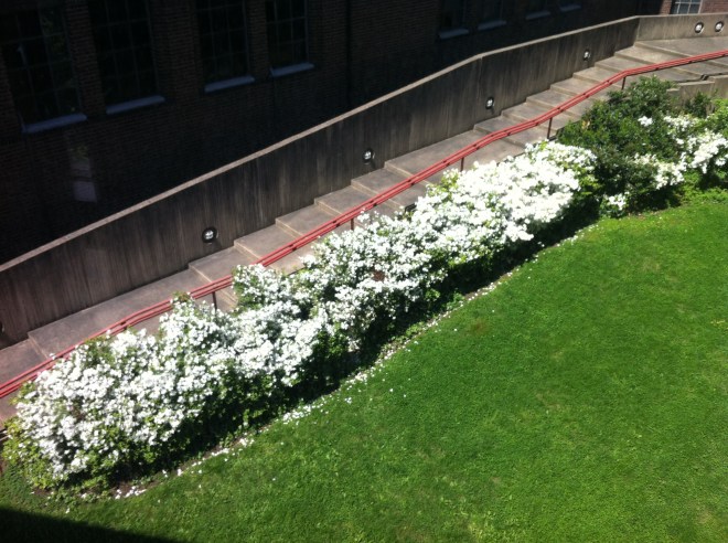white flowers 008