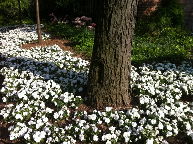 white flowers 021
