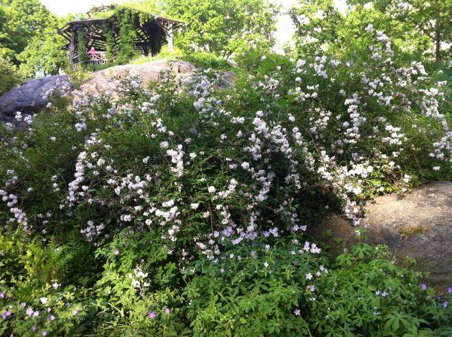 white flowers 029