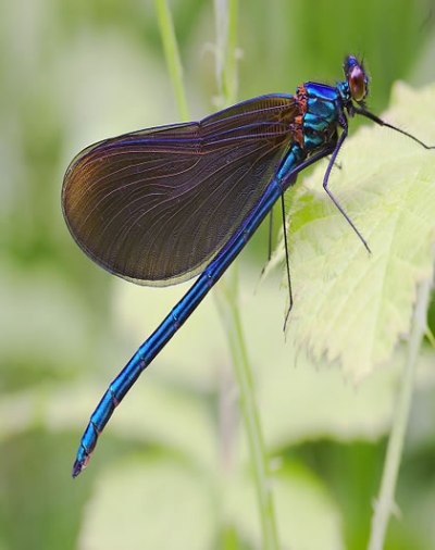 beautiful dragonfly-1