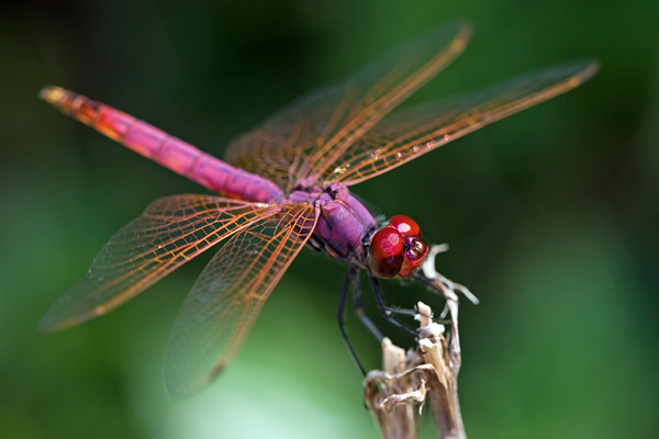 beautiful dragonfly-3