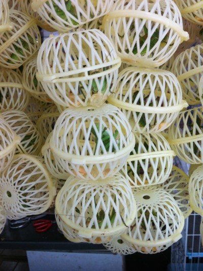 cricket cages Shanghai 002