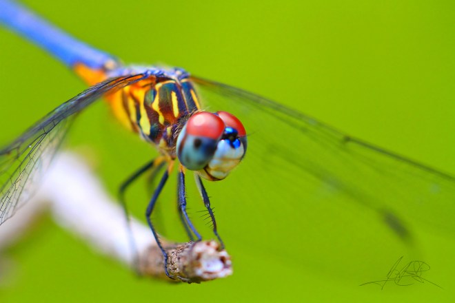 dragonfly closeup-2