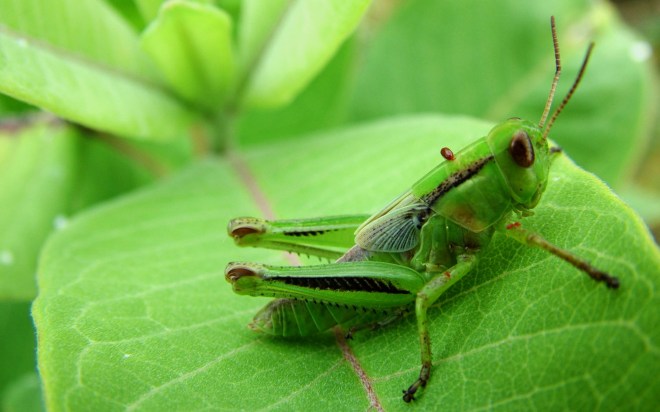 green_cricket