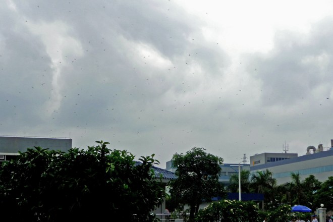 swarm of dragonflies-4