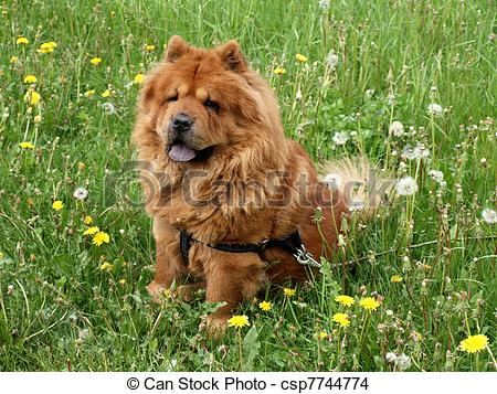 chow chow dog sitting