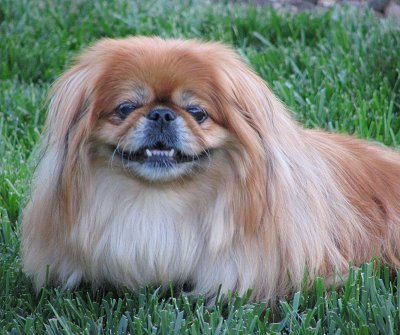 Pekingese dog