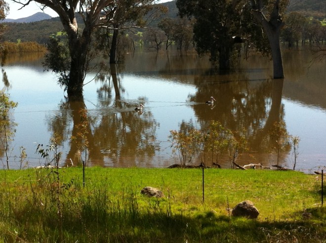 upper murray river valley-corryong 024