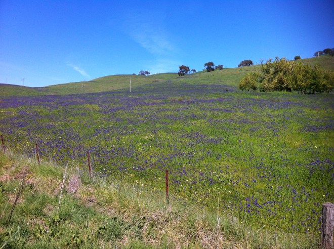 upper murray river valley-corryong 051