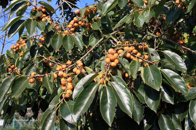 date plum diospyros lotos-tree