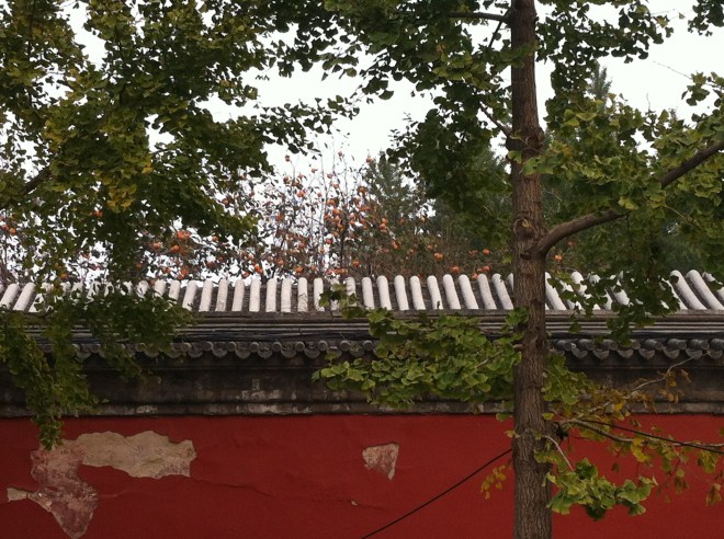 kaki over temple wall 002