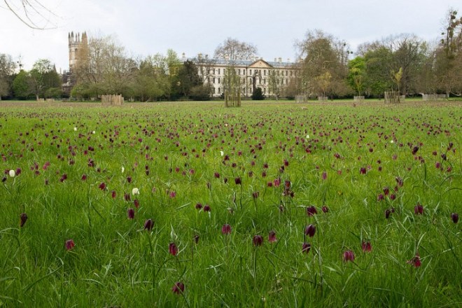 magdalen meadow