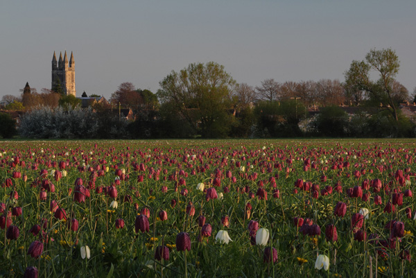 North_Meadow_Cricklade_Wiltshire