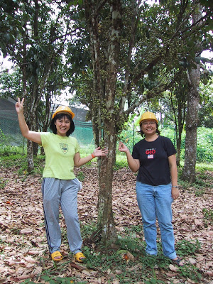 safety helmets under durian trees