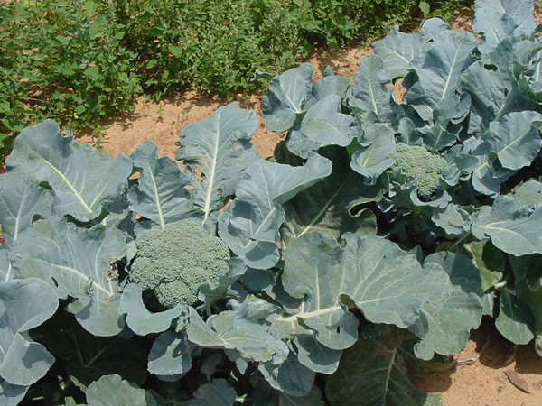 broccoli plant