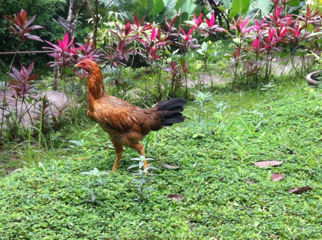 chicken becassine 003