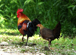 red junglefowl-1