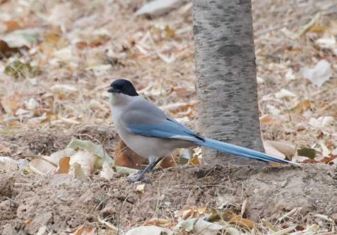 azure-winged-magpie-1