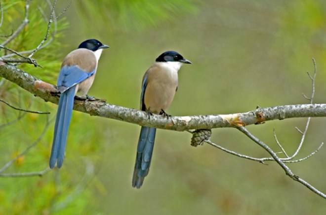 azure-winged-magpie-2