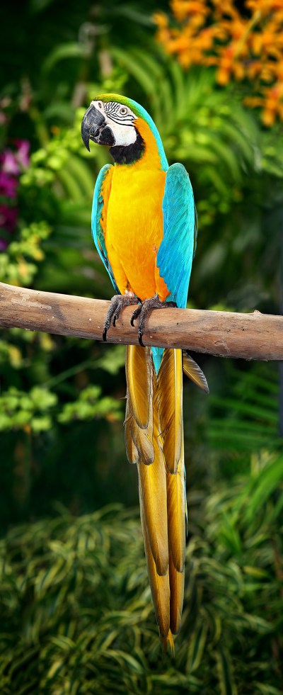 Blue-and-yellow Macaw