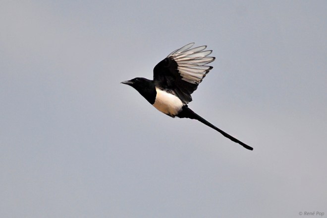 Eurasian magpie-2