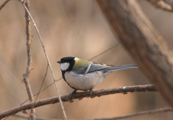 japanese-tit