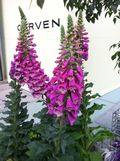 foxgloves at sanlitun 001