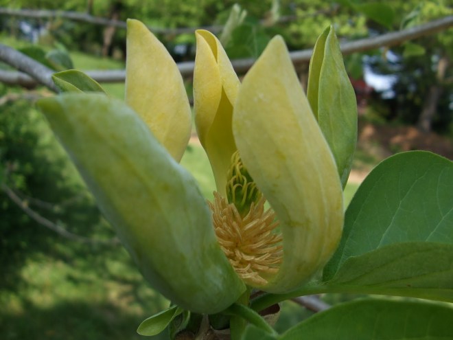 magnolia acuminata